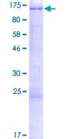 Human TRAF3IP1 Protein (Recombinant GST)