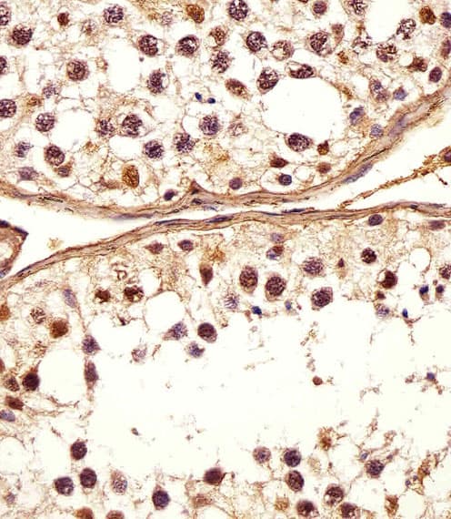 DEFB107A Antibody (C-Terminus)