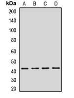 GRPR Antibody