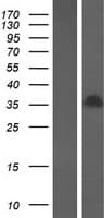 H1FOO Protein (Over-Expression Lysate Myc-DDK (Flag))