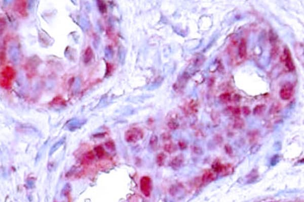 JUN / c-Jun Antibody (phospho-Ser243)