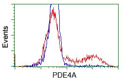 PDE4A / PDE4 Antibody (clone OTI7D11)