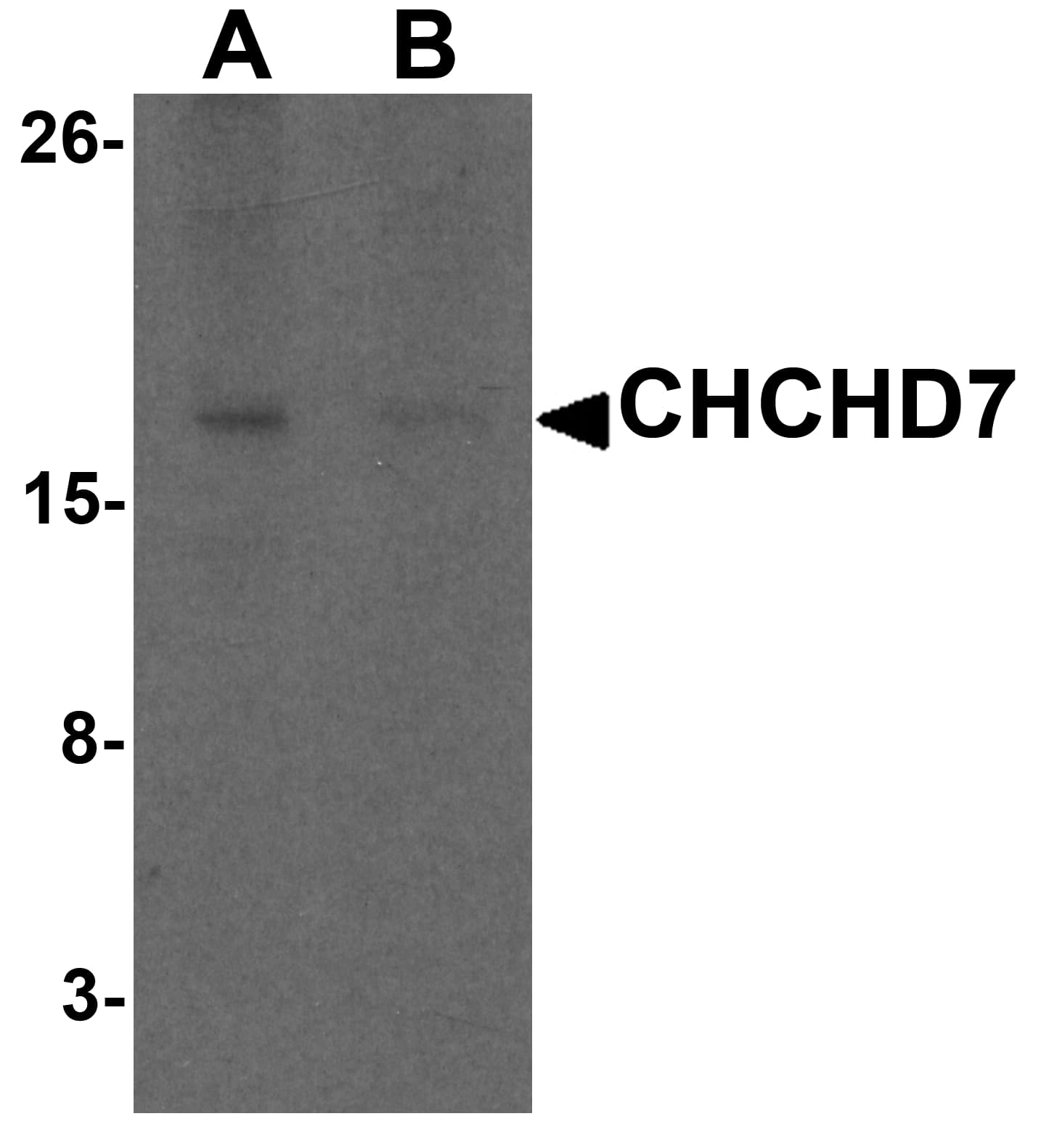 IHC-plus™ CHCHD7 Antibody