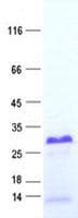 Human XAGE3 Protein (Recombinant His, N-Terminal)