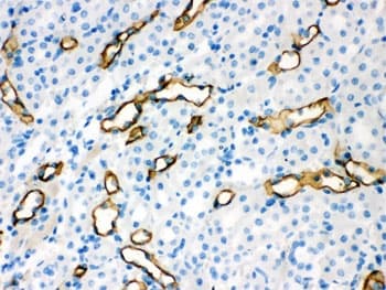 AQP1 / Aquaporin 1 Antibody