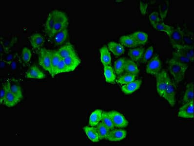 ITM2A Antibody (aa79-263)