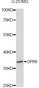 GPR6 Antibody