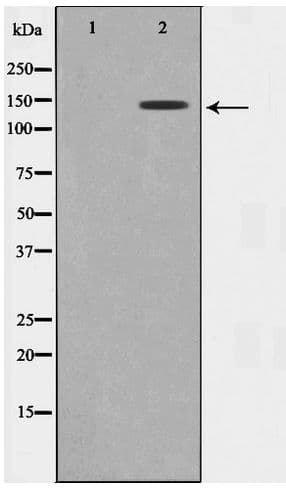 GAK Antibody