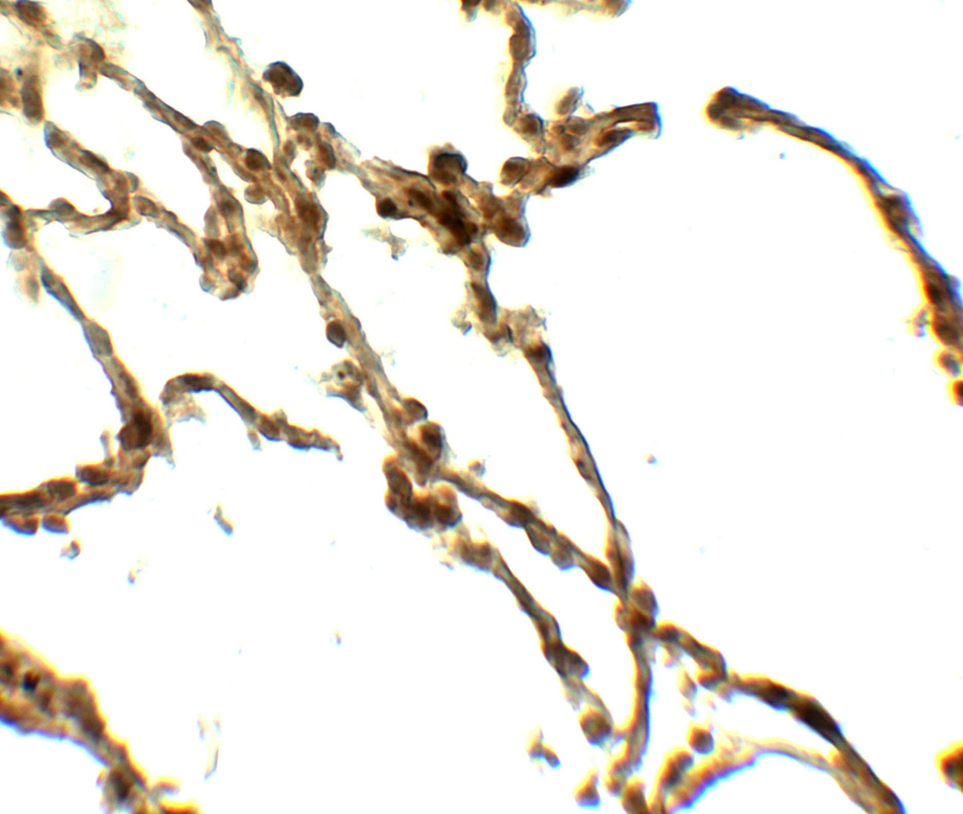 Polyclonal Rabbit anti-Human CD55 Antibody (IHC, IF, WB)