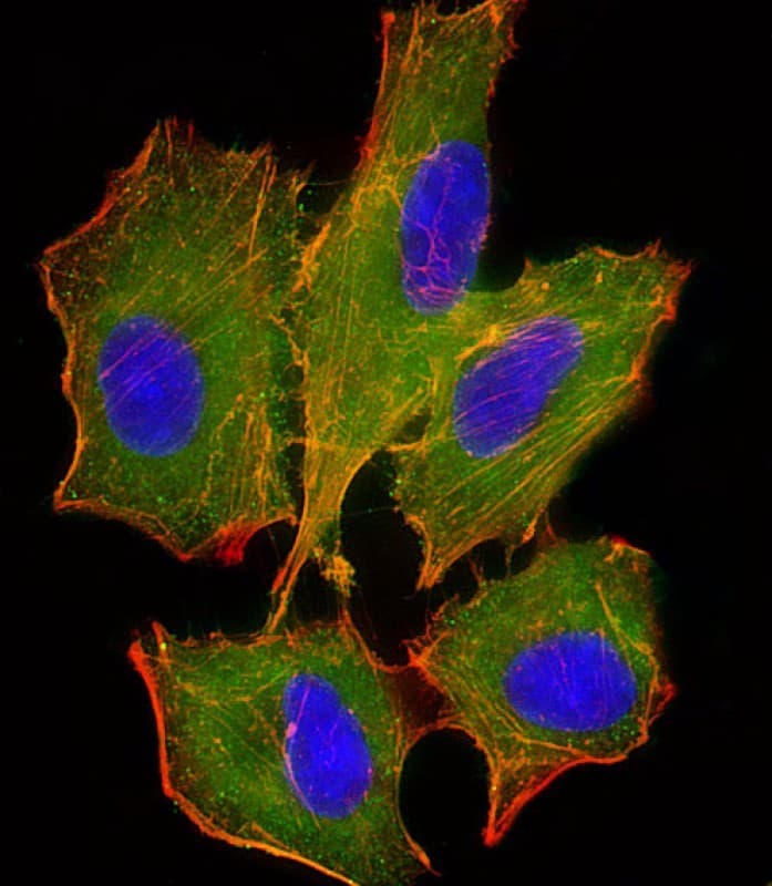 BID Antibody (clone 1519CT649.18.47)