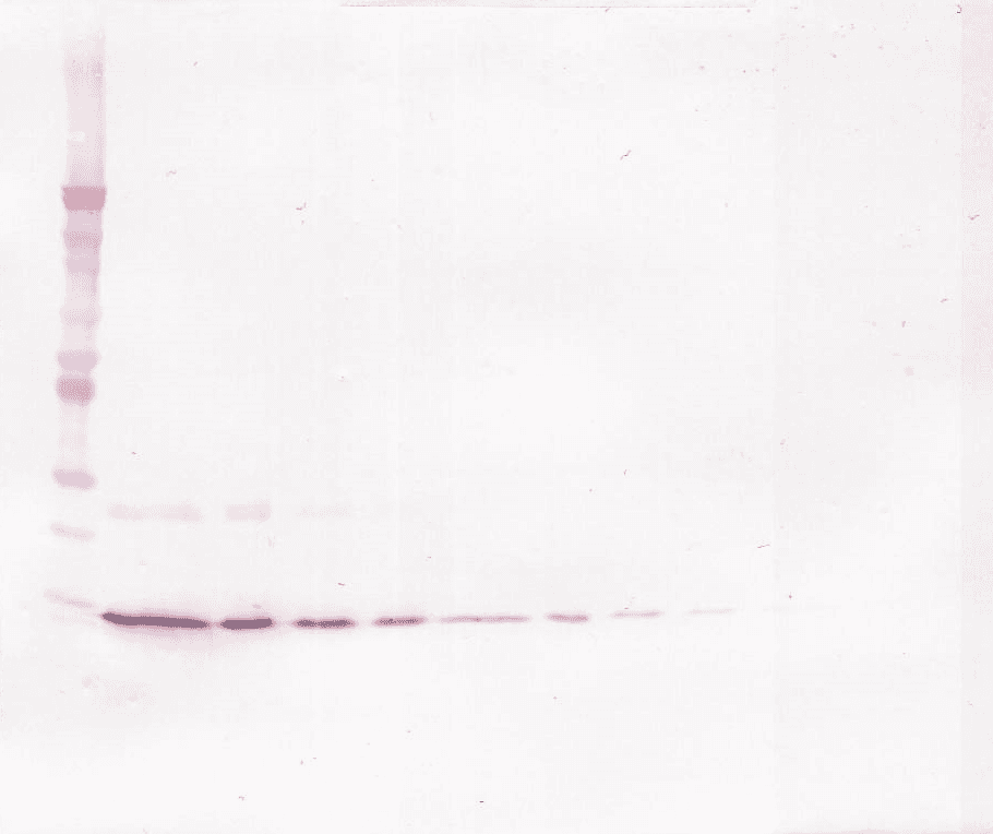 IL4 Antibody