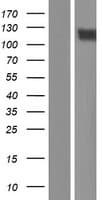 Human PCDH20 Protein (Over-Expression Lysate Myc-DDK (Flag))