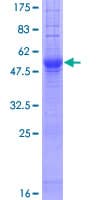 Human IGSF1 Protein (Recombinant GST)