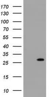 RIT2 / RIN Antibody (clone OTI4A6)