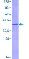Human CCDC126 Protein (Recombinant GST)