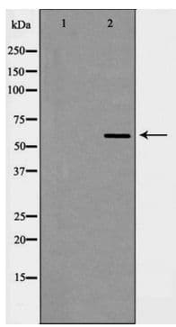 HNRNPL / hnRNP L Antibody