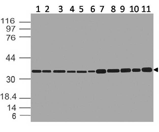 GAPDH Antibody