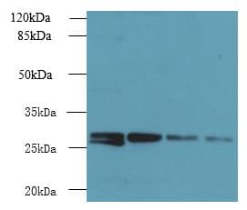 YIPF4 Antibody