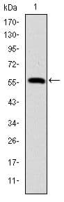 Monoclonal Mouse anti-Human LMNA / Lamin A+C Antibody (clone 4E7, IHC, WB)
