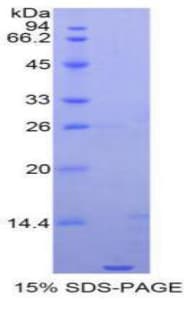 Human Apolipoprotein C-I (Recombinant His)