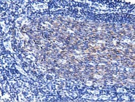 BCAP / PIK3AP1 Antibody (clone OTI7B12)