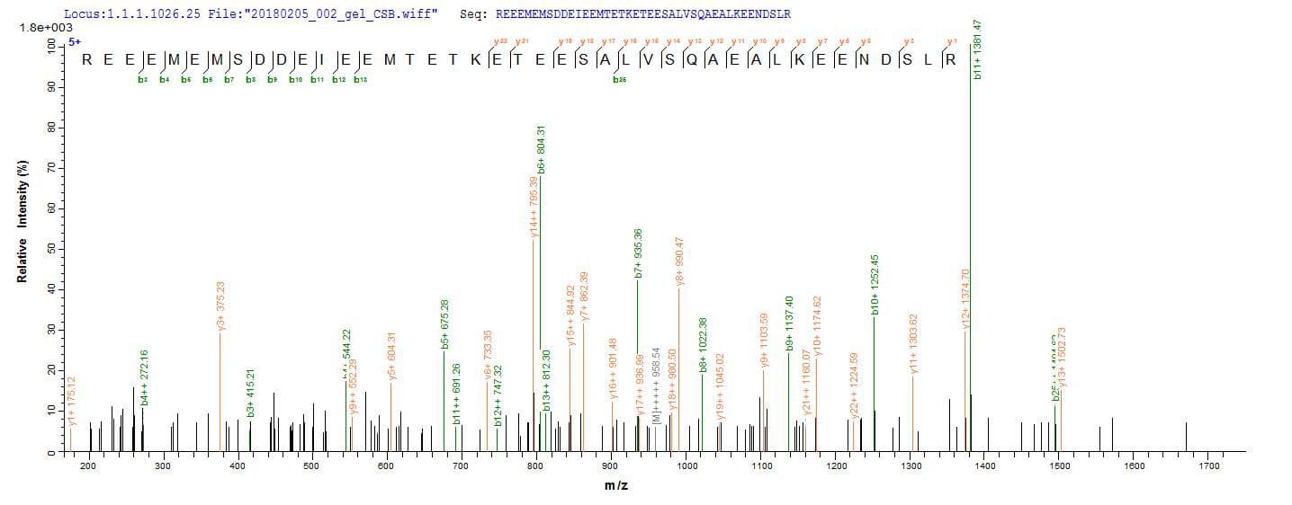 Human ENOX2 Protein (Recombinant)