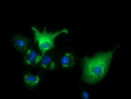 VWA5A Antibody (clone OTI3B4)