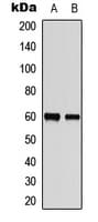 Polyclonal Rabbit anti-Human ZC3HC1 / NIPA Antibody (phospho-Ser354, IHC, IF, WB)