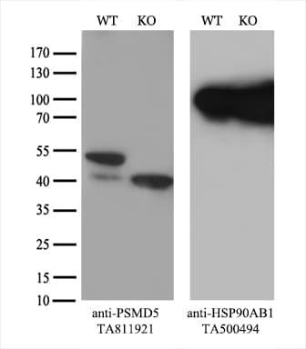 PSMD5 Antibody (aa2-140, clone OTI8B1)