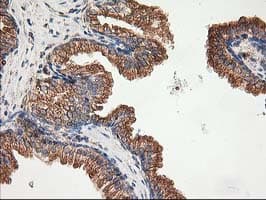 Monoclonal Mouse anti-Human TUBB4 / Tubulin Beta 4 Antibody (clone 6C2, Carrier-free, IHC, IF, WB)