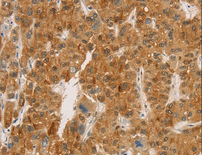 CPA2 Antibody