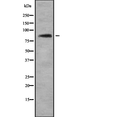 GRG4 / TLE4 Antibody