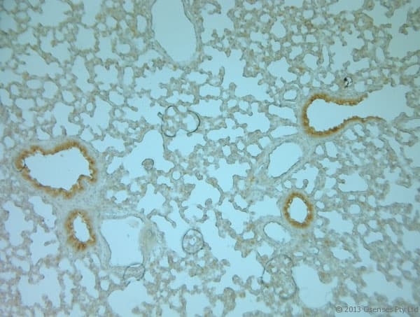 VAMP8 / VAMP-8 Antibody