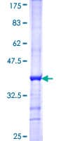 Human RNPEP Protein (Recombinant GST, N-terminus)