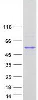 Human CSTF1 Protein (Recombinant Myc-DDK (Flag))