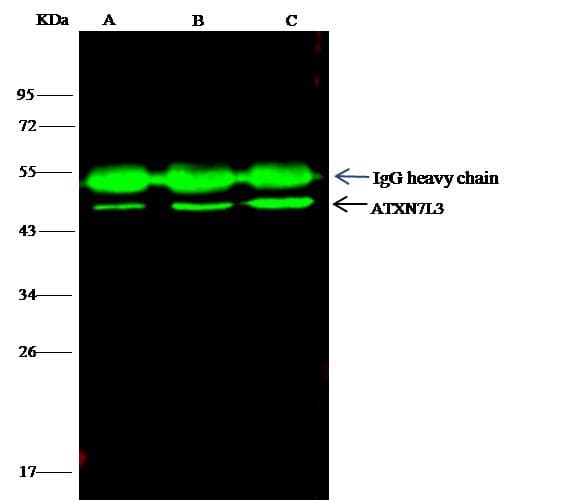 ATXN7L3 Antibody (Preservative Free)