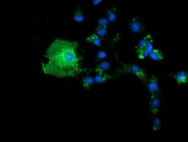 BTN1A1 Antibody (clone OTI3A12)