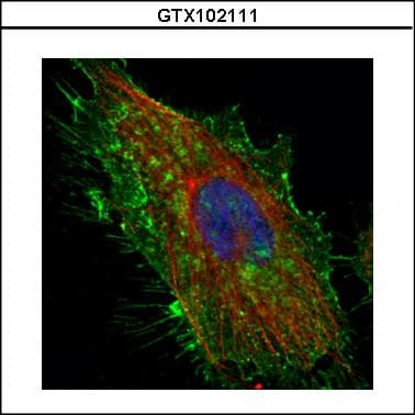 PathPlus™ CD44 Antibody (aa1-258)
