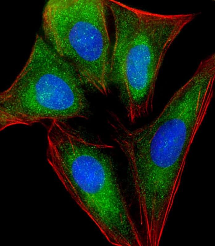 RPL4 / Ribosomal Protein L4 Antibody (N-Terminus)