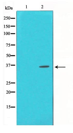 Polyclonal Rabbit anti-Human CREB1 / CREB Antibody (phospho-Ser133, IHC, WB)
