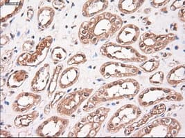 NTF3 / Neurotrophin 3 Antibody (clone OTI5C7)
