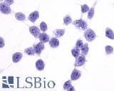 IHC-plus™ CCR7 Antibody (C-Terminus)
