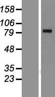 KLHL1 Protein (Over-Expression Lysate Myc-DDK (Flag))