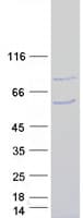 Human SMURF1 Protein (Recombinant Myc-DDK (Flag))