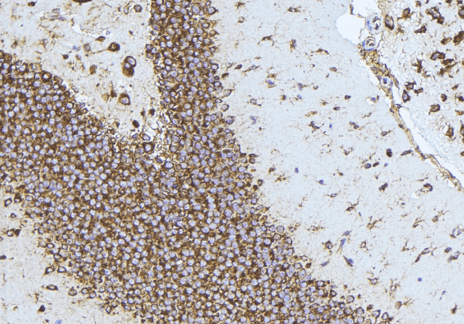 NTF3 / Neurotrophin 3 Antibody