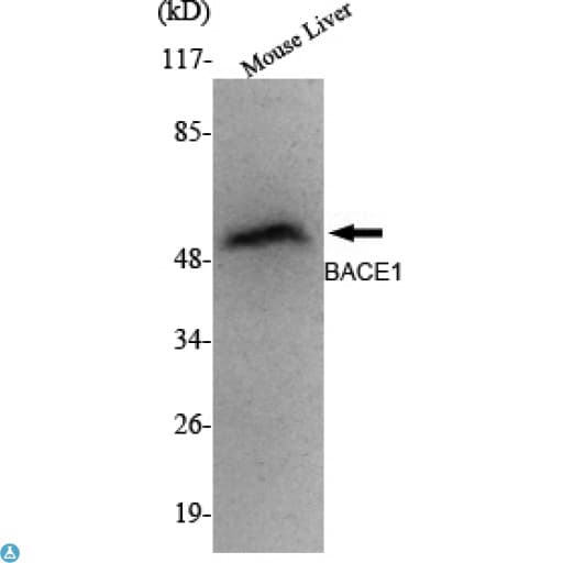 BACE1 / BACE Antibody