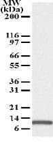 Monoclonal Mouse anti-Human PMAIP1 / NOXA Antibody (clone 114C307.1, WB)