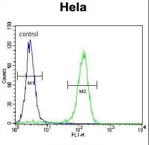 CCNC / Cyclin C Antibody (aa1-30)