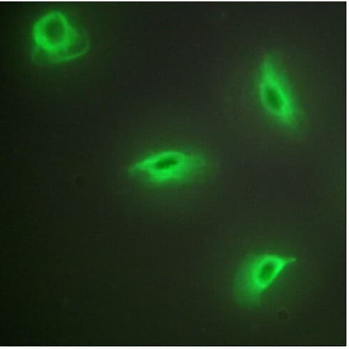 Polyclonal Rabbit anti-Human TNFSF14 / LIGHT Antibody (30-110 aa, Internal, IF)