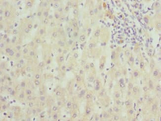 FAM20A Antibody